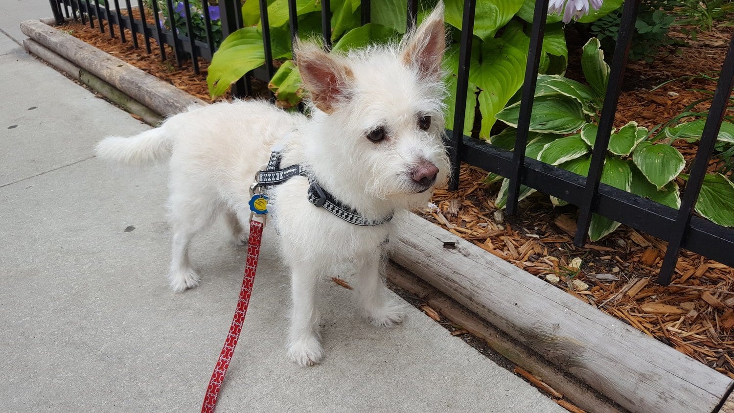 August Pet of the Month: Daffy 1 august pet of the month daffy