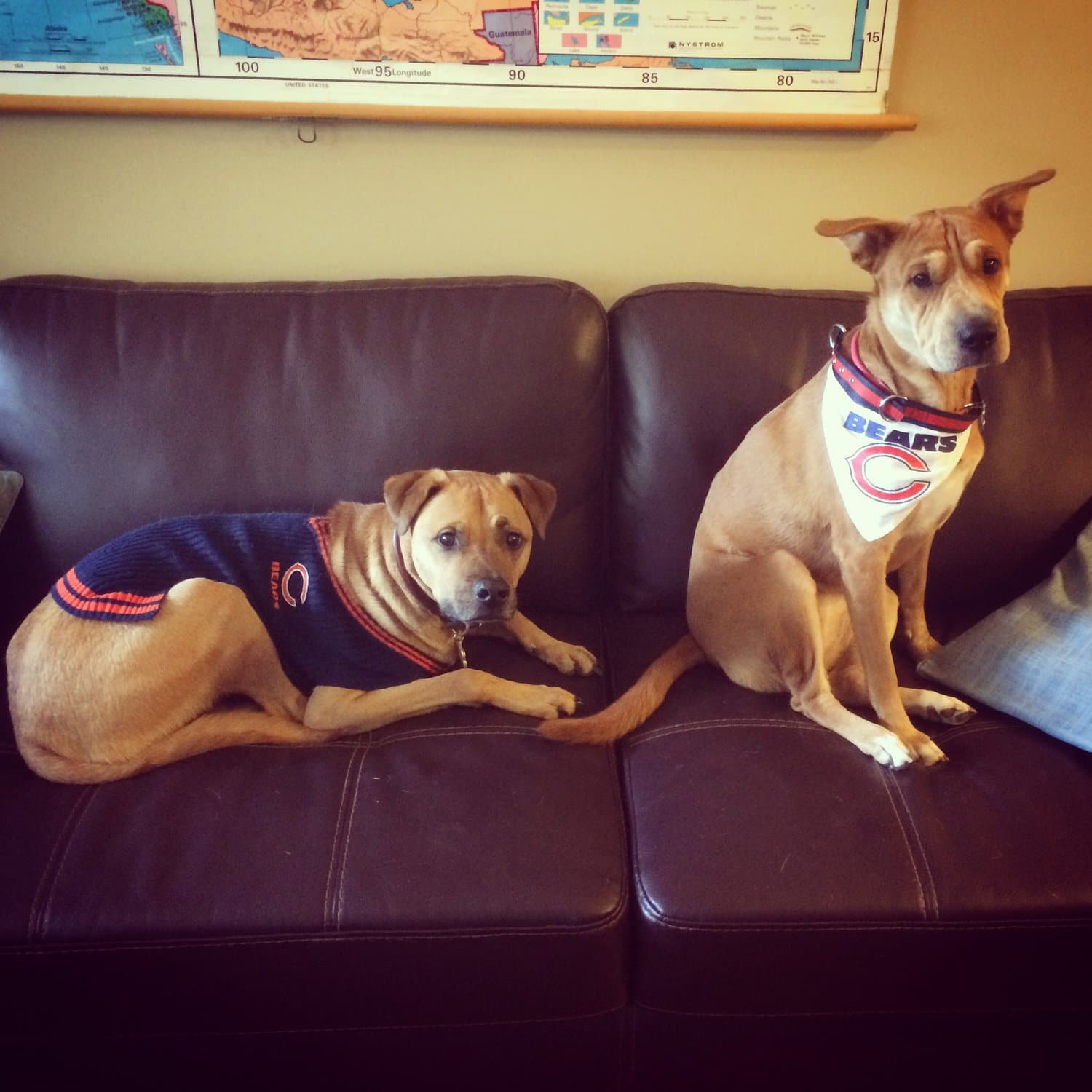 November Pets of the Month: Max and Molly 1 pets of the month