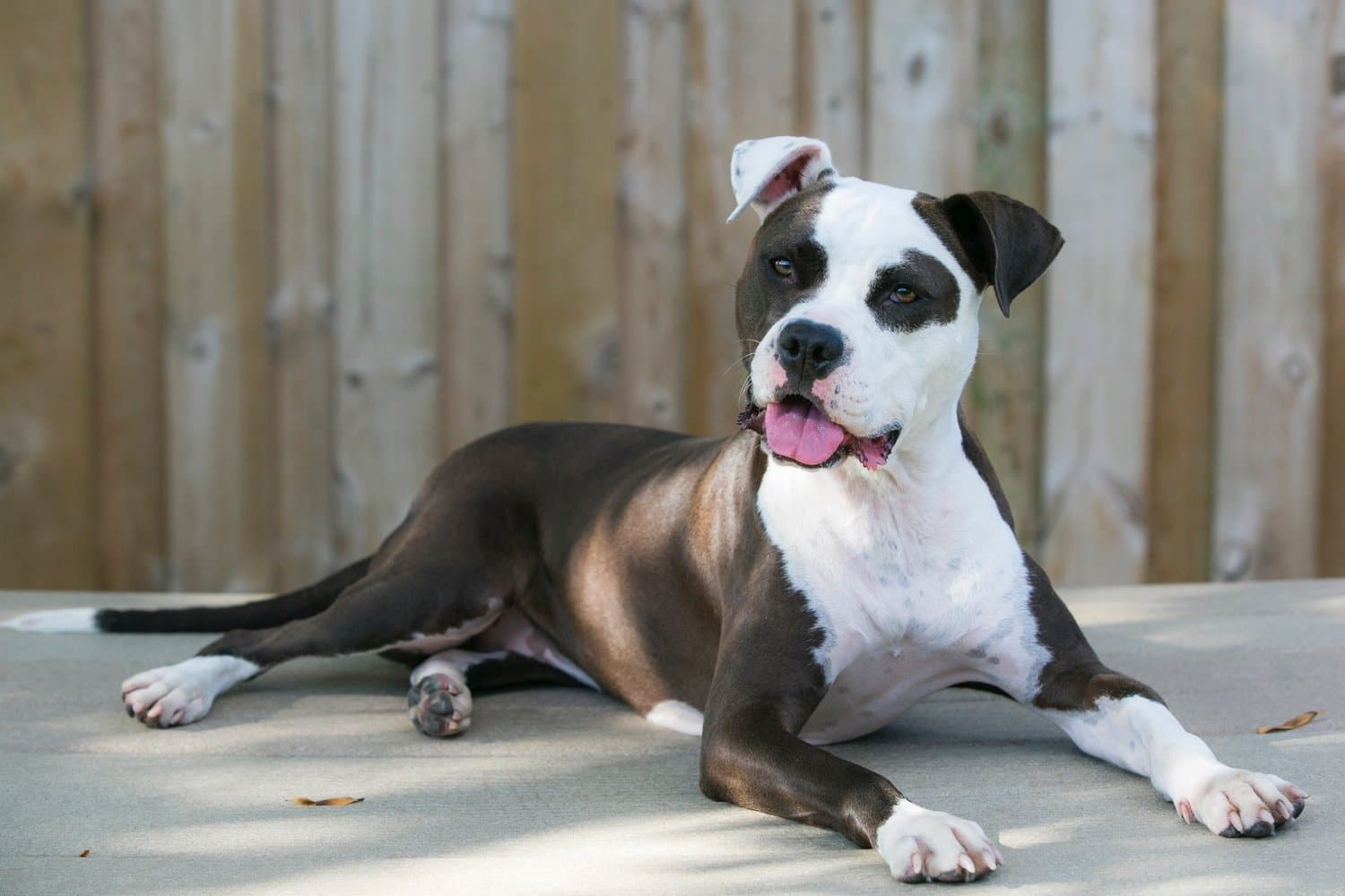October Pet of the Month: Lulu 1 pet of the month lulu