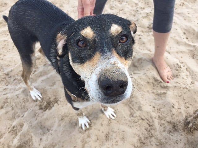 September Pet of the Month: Franklin 1 pet of the month franklin