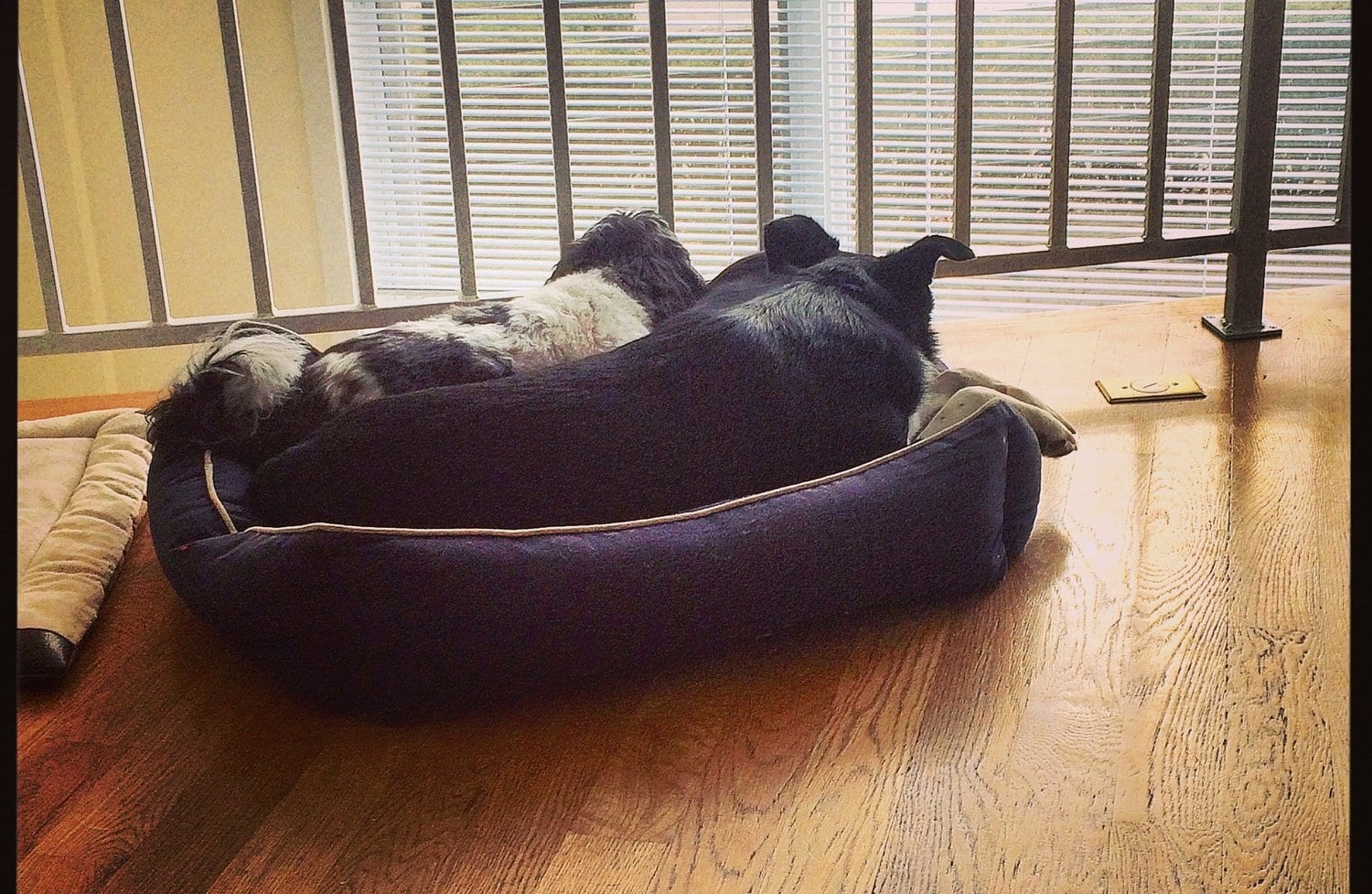 September Pets of the Month: Morty and Buckley 1 pets of the month
