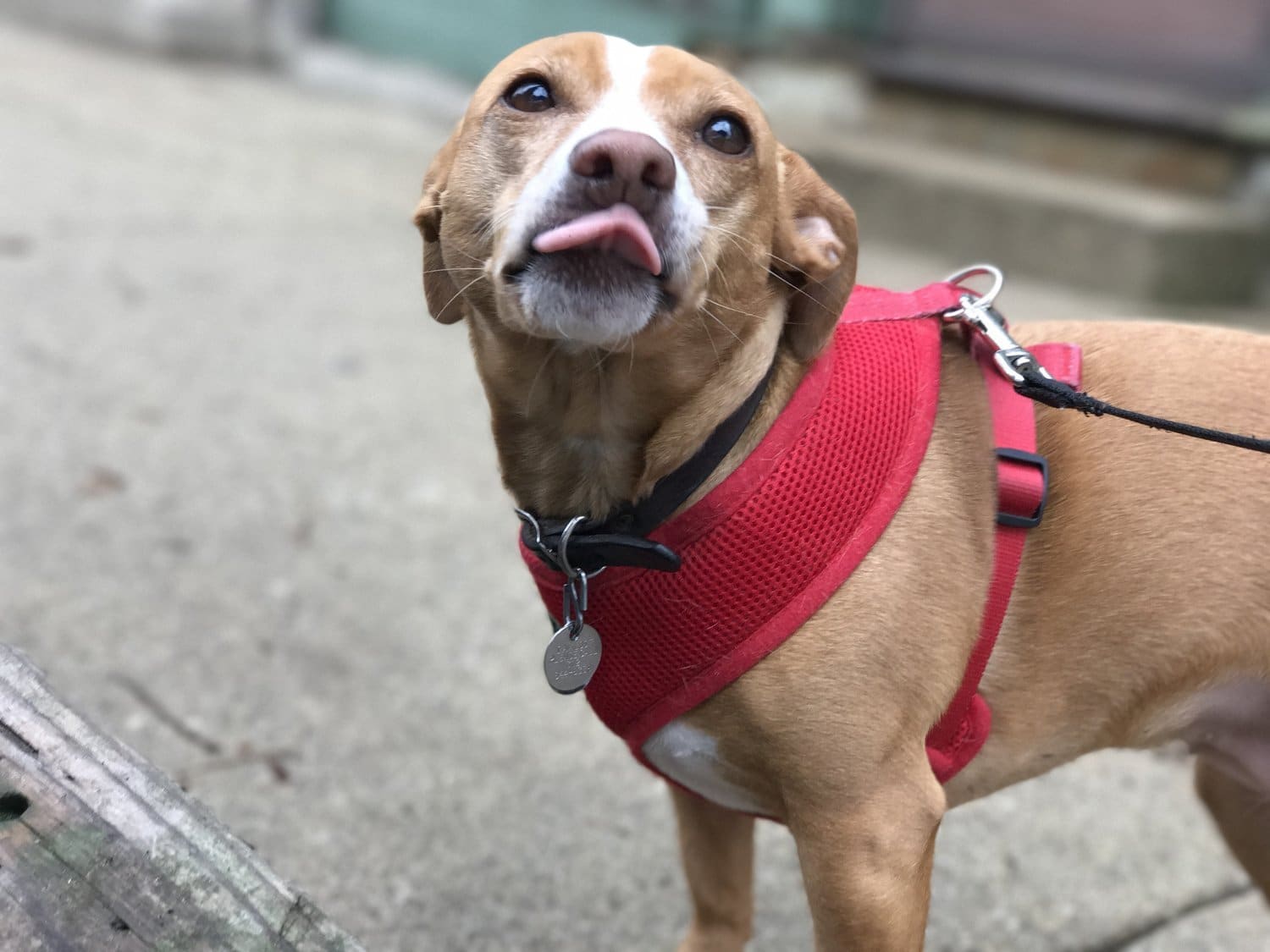 July Pet of the Month: Lucy 1 july pet of the month