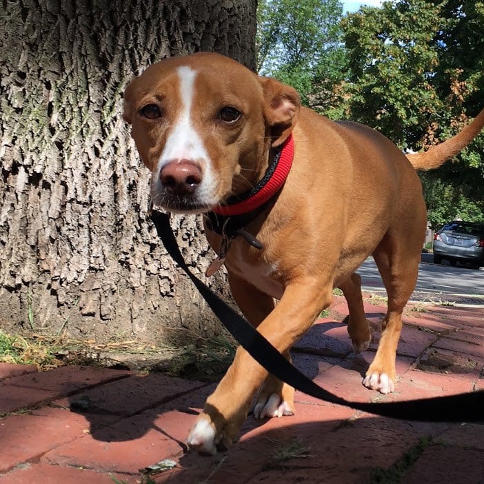 The Importance of Dog Training 1 dog training