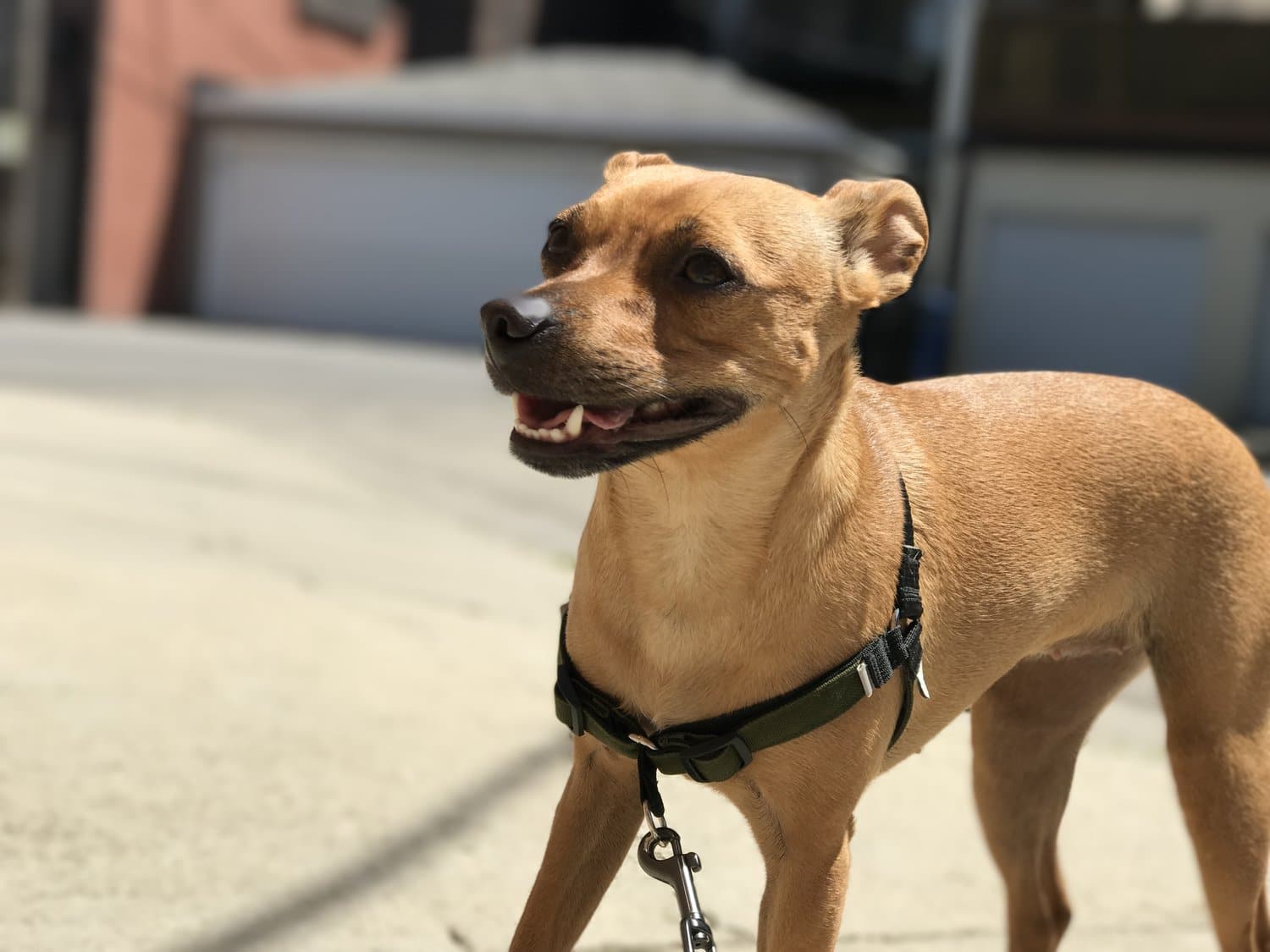 Our Favorite Gear for Dogs 1 dog gear