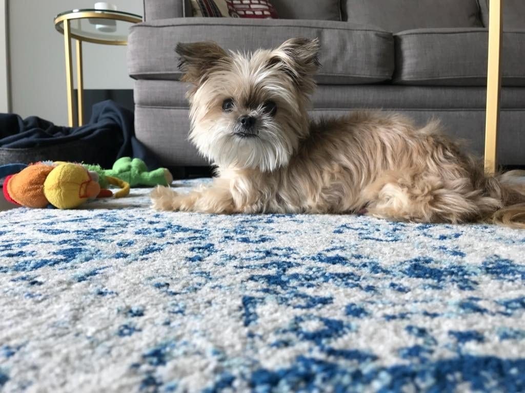 November Pet of the Month: Miko 1 pet of the month miko