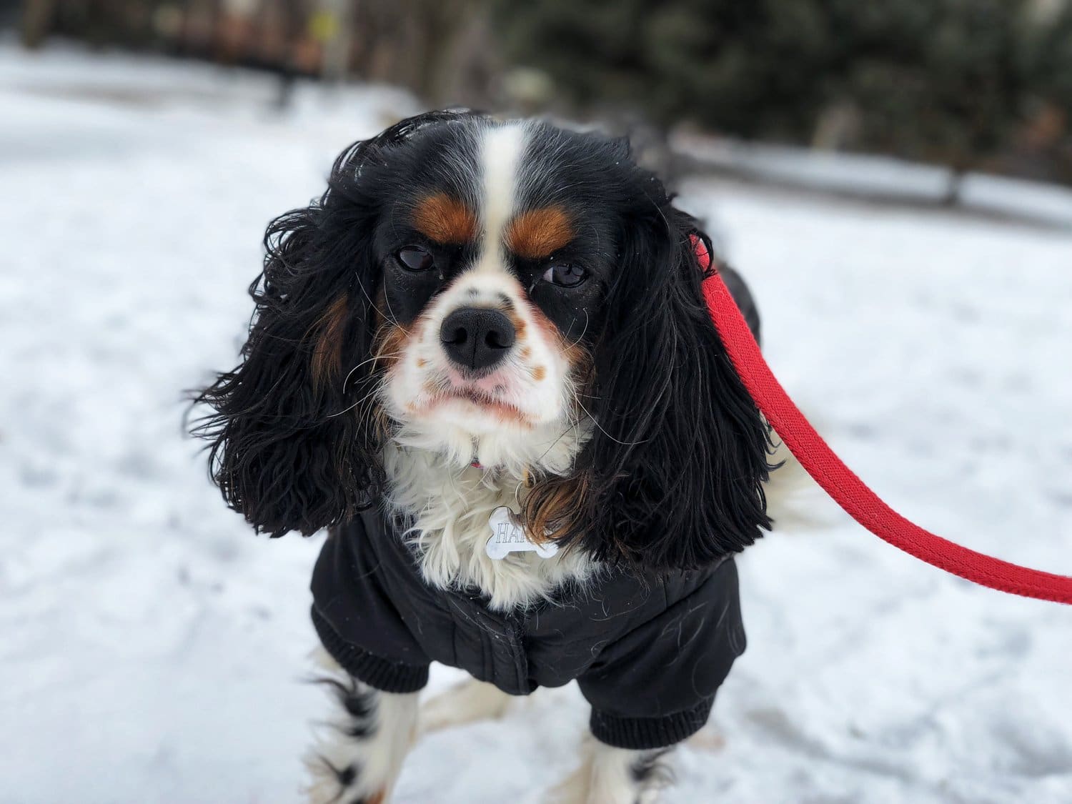January Pet of the Month: Harry 1 pet of the month