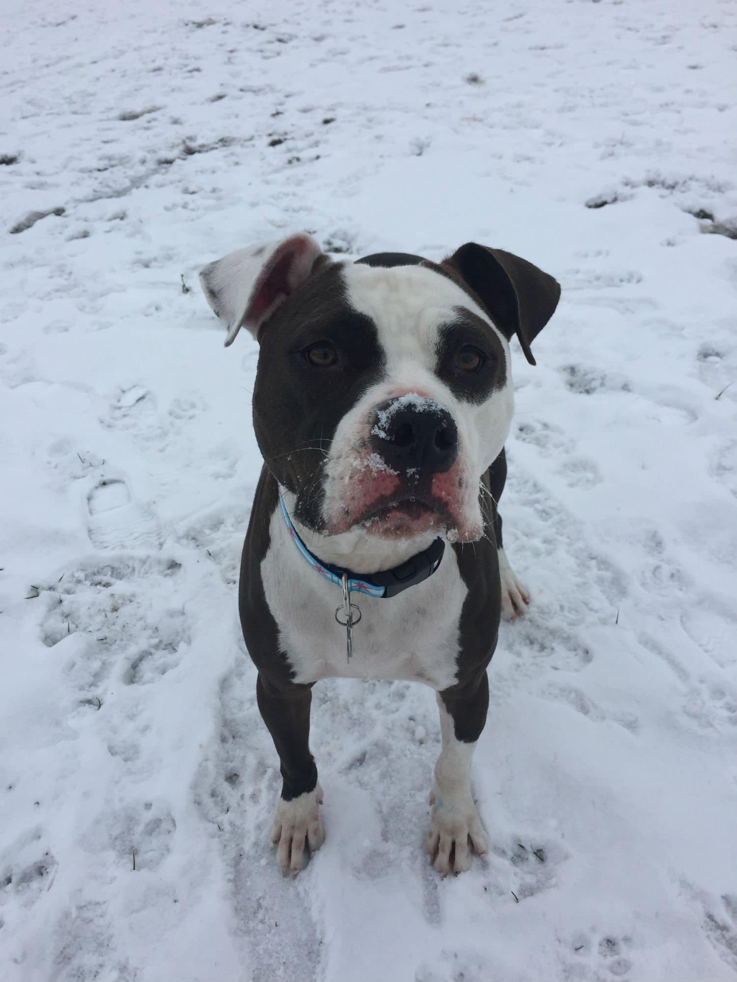 Saved by a Pitbull 1 saved by a pitbull