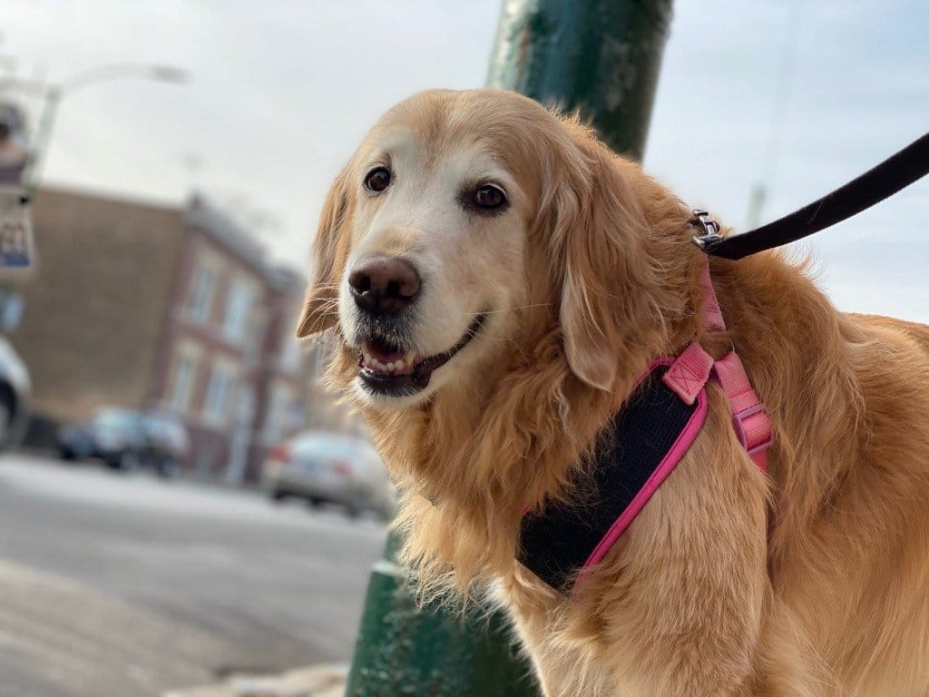 February Pet of the Month: Sadie 1 february pet of the month