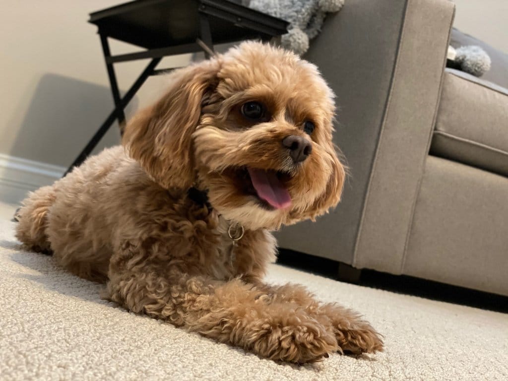 March Pet of the Month: Louie 1 march pet of the month