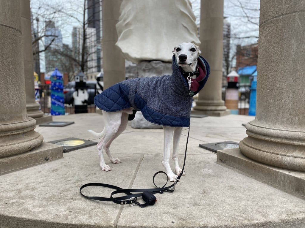 April Pet of the Month: Mulder 1 april pet of the month