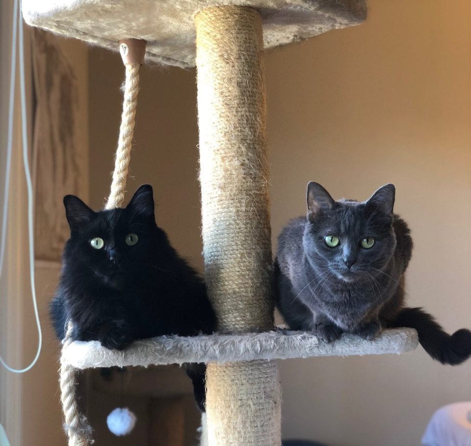 12 Different Cat Behaviors and What They Mean